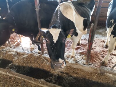 Farma krava Butmir - HF pasmina