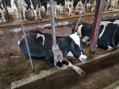 Farma krava Butmir - HF pasmina