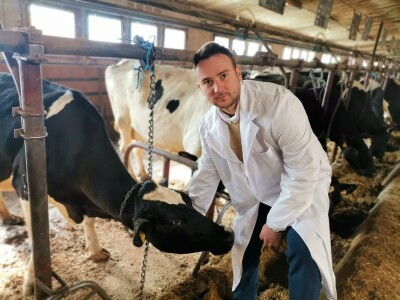 Farma krava Butmir - HF pasmina