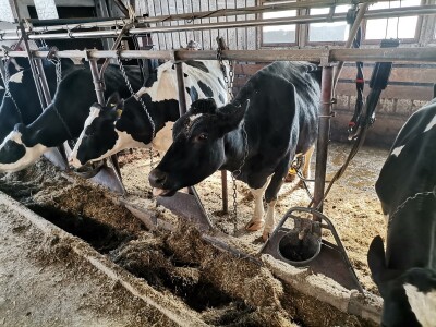 Farma krava Butmir - HF pasmina