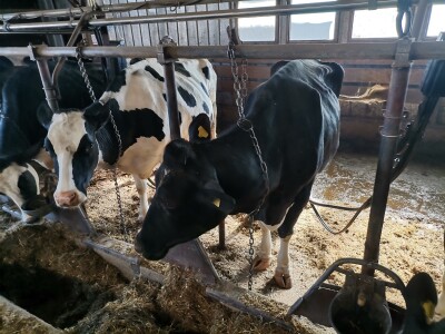 Farma krava Butmir - HF pasmina