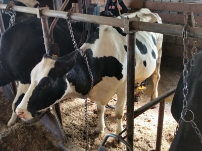 Farma krava Butmir - HF pasmina