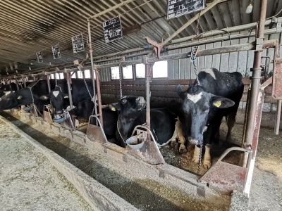Farma krava Butmir - HF pasmina