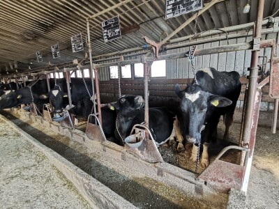 Farma krava Butmir - HF pasmina