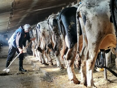 Farma krava Butmir - HF pasmina