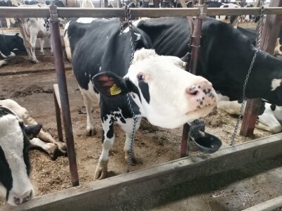 Farma krava Butmir - HF pasmina