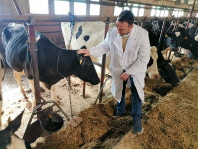 Farma krava Butmir - HF pasmina