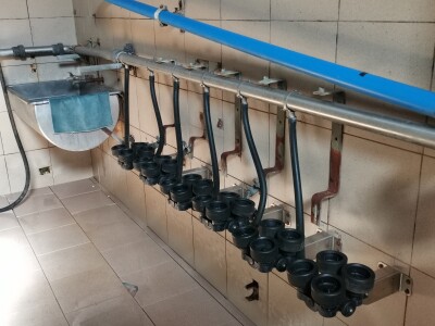 Farma krava Butmir - HF pasmina