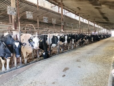 Farma krava Butmir - HF pasmina