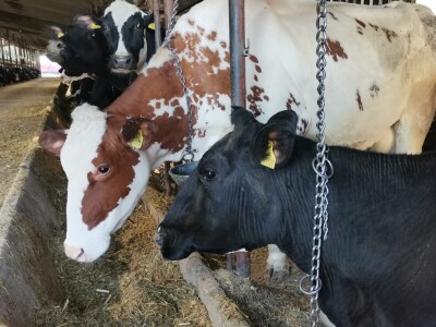 Farma krava Butmir - HF pasmina