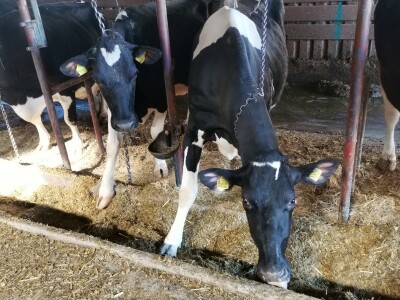 Farma krava Butmir - HF pasmina