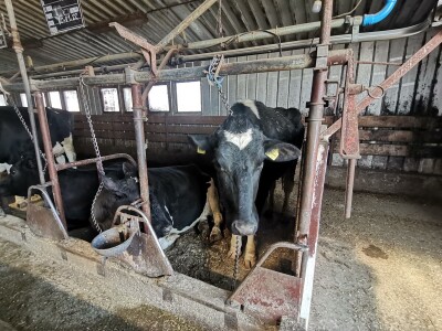 Farma krava Butmir - HF pasmina