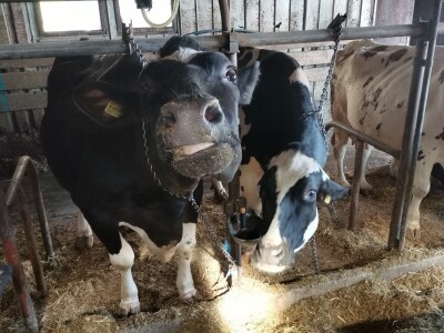 Farma krava Butmir - HF pasmina