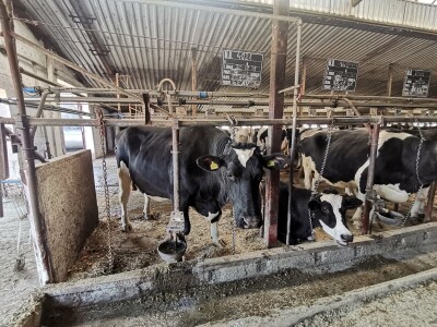 Farma krava Butmir - HF pasmina