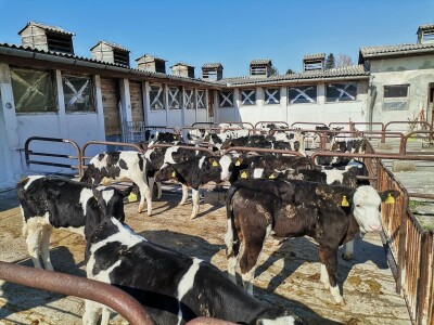 Farma krava Butmir - HF pasmina