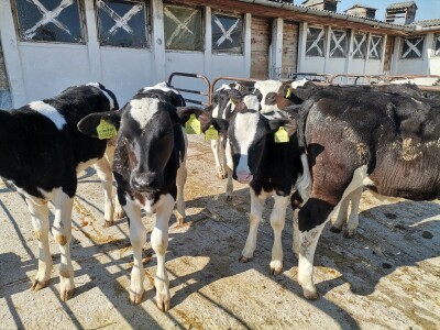 Farma krava Butmir - HF pasmina