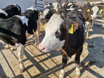 Farma krava Butmir - HF pasmina