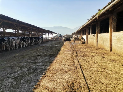 Farma krava Butmir - HF pasmina