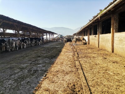 Farma krava Butmir - HF pasmina