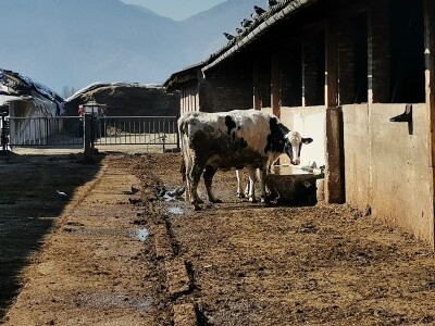 Farma krava Butmir - HF pasmina