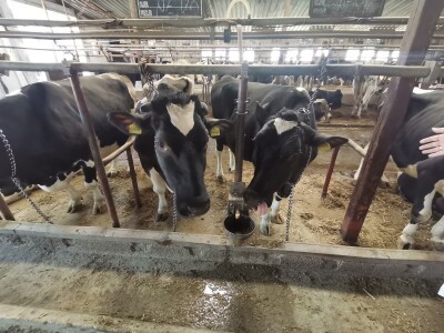 Farma krava Butmir - HF pasmina