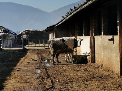 Farma krava Butmir - HF pasmina