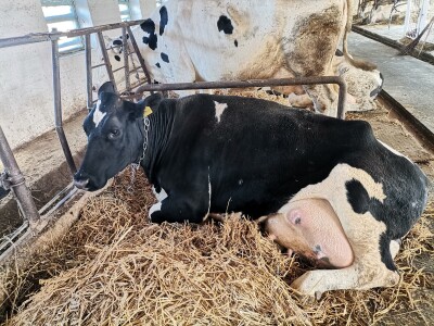 Farma krava Butmir - HF pasmina