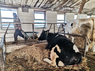 Farma krava Butmir - HF pasmina