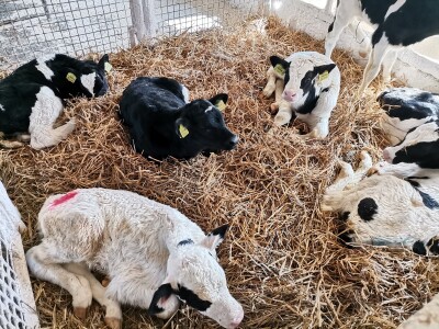 Farma krava Butmir - HF pasmina