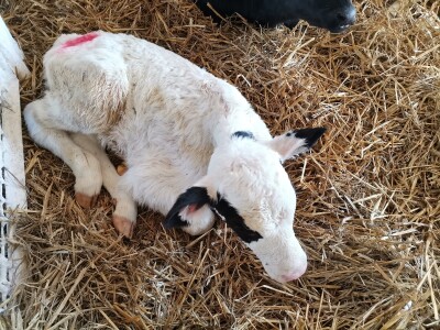 Farma krava Butmir - HF pasmina