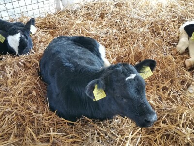 Farma krava Butmir - HF pasmina