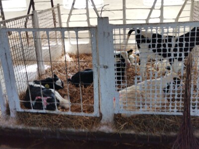 Farma krava Butmir - HF pasmina