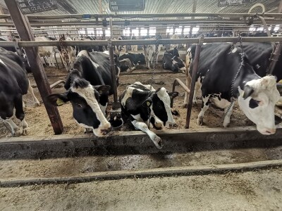 Farma krava Butmir - HF pasmina