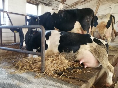 Farma krava Butmir - HF pasmina