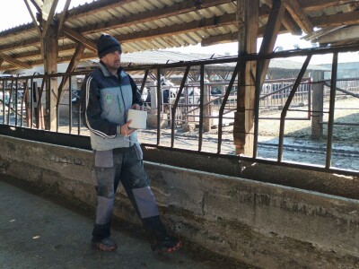 Farma krava Butmir - HF pasmina