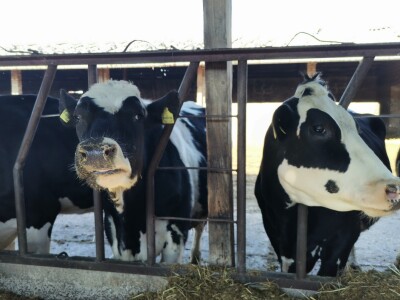 Farma krava Butmir - HF pasmina