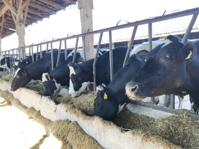 Farma krava Butmir - HF pasmina