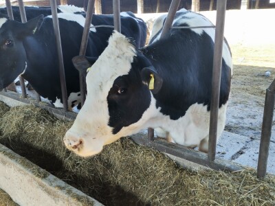 Farma krava Butmir - HF pasmina