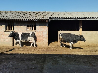 Farma krava Butmir - HF pasmina