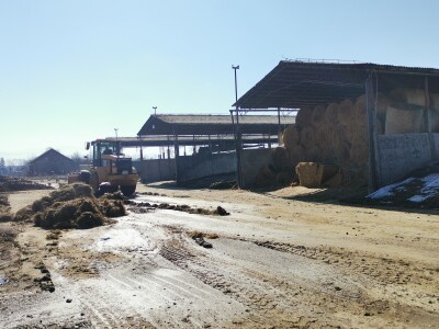 Farma krava Butmir - HF pasmina