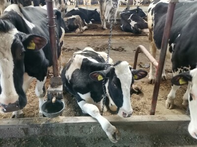 Farma krava Butmir - HF pasmina