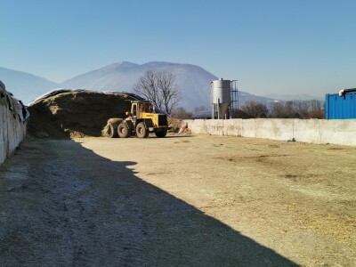 Farma krava Butmir - HF pasmina