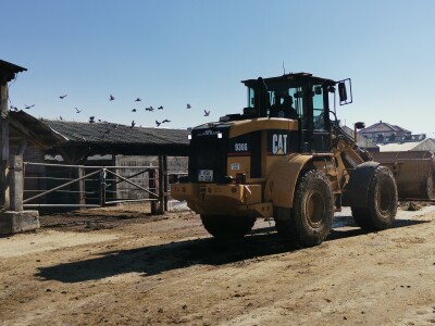 Farma krava Butmir - HF pasmina