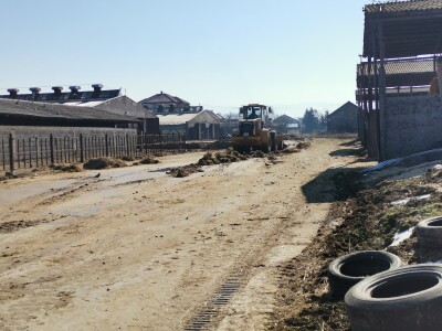 Farma krava Butmir - HF pasmina