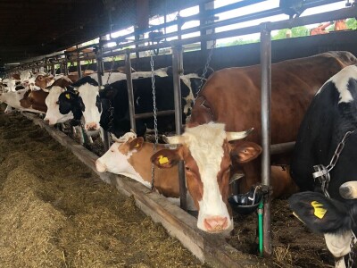 Farma krava Mišurić Farma krava Mišurić