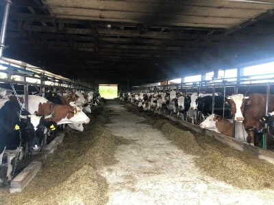 Farma krava Mišurić