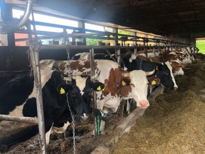 Farma krava Mišurić Farma krava Mišurić