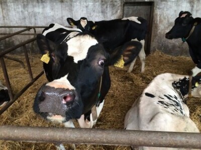 Farma krava na OPG Rudnik