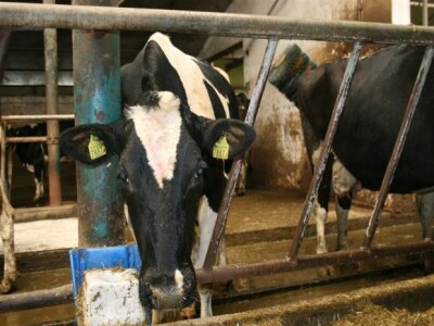 Farma krava na OPG Rudnik