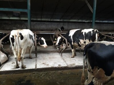 Farma krava na OPG Rudnik